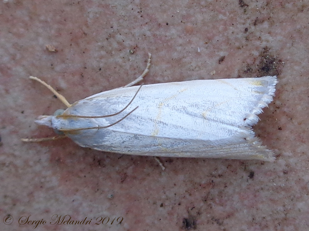 Falena da ID: Calamotropha aureliellus - Crambidae